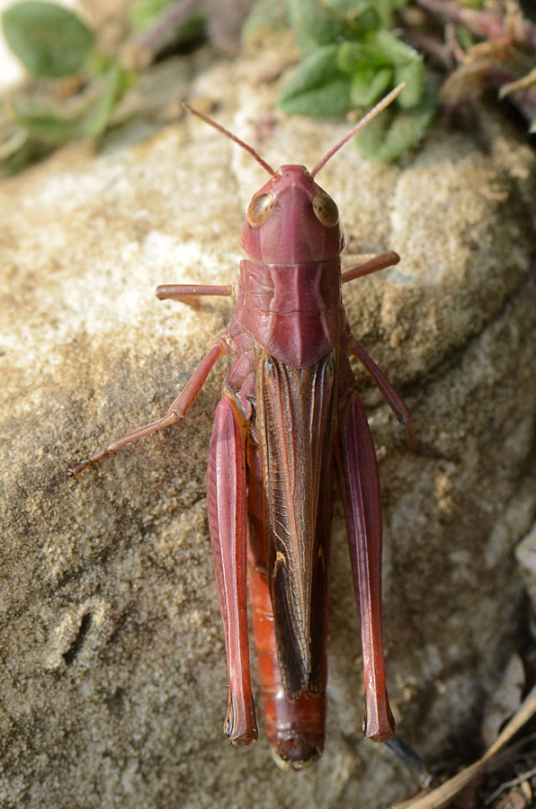 Ortottero rosa: Stenobothrus lineatus